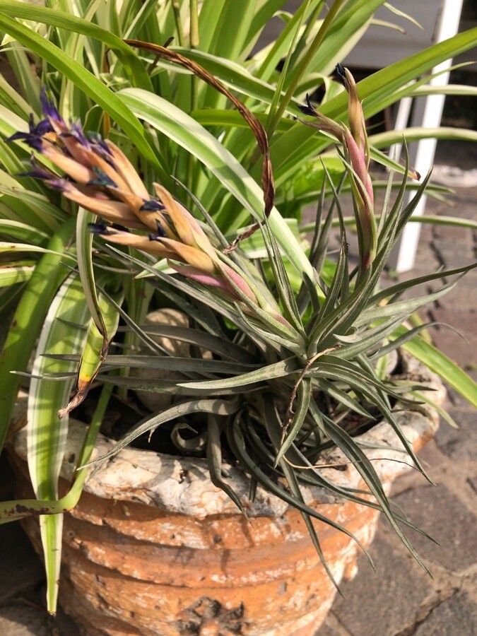 Tillandsia harrisii other