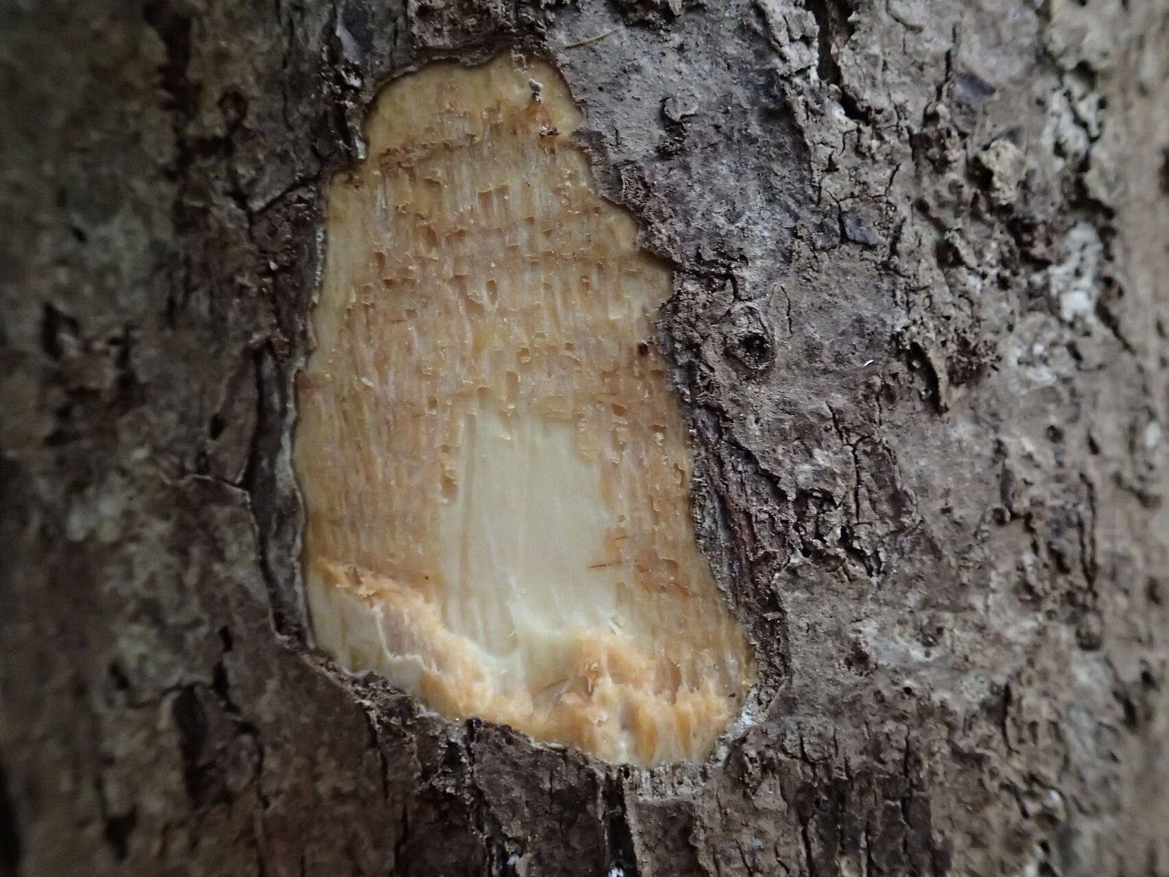 Gmelina magnifica bark