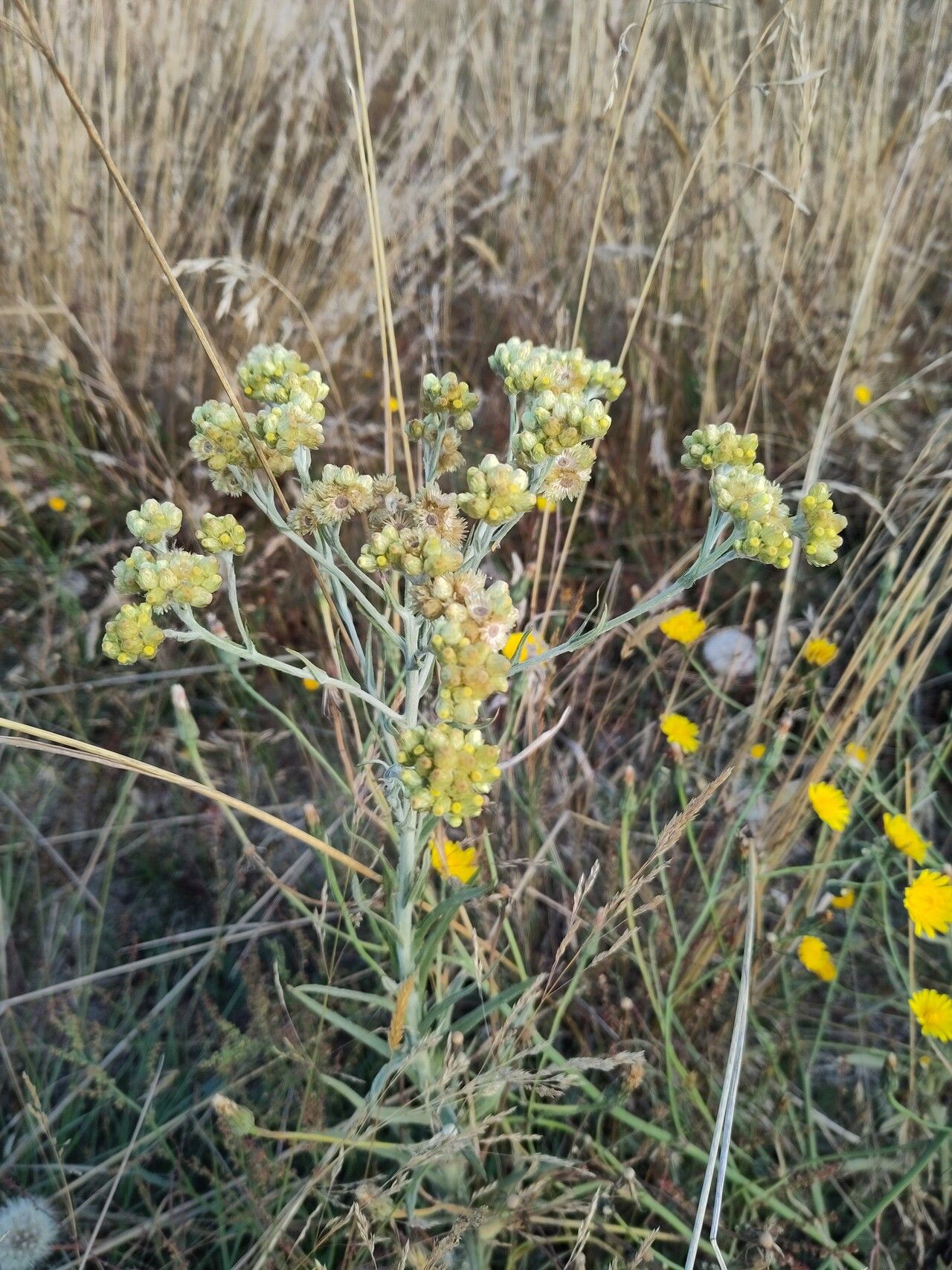 Pseudognaphalium cheiranthifolium habit