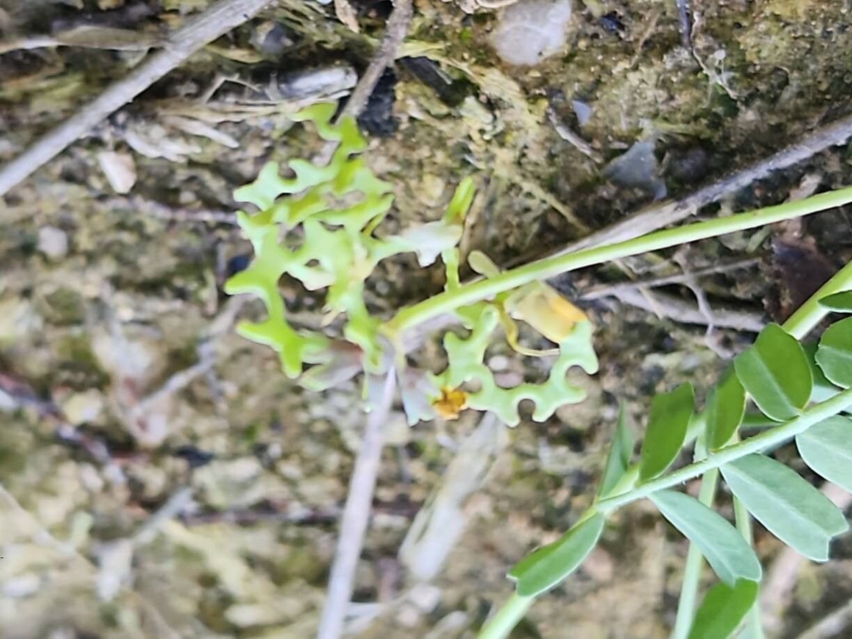 Hippocrepis bicontorta fruit