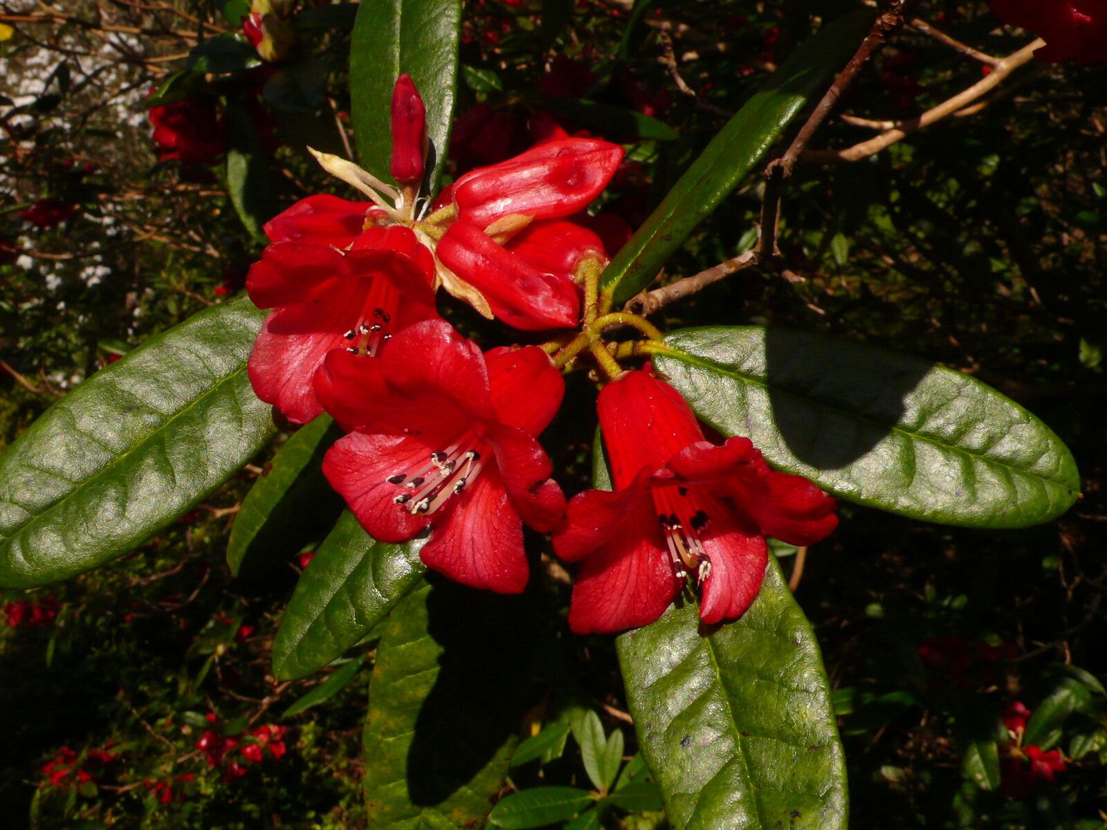Rhododendron sperabile flower