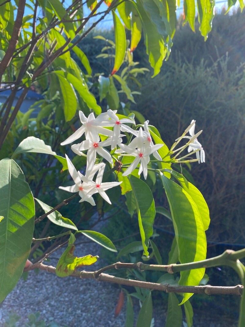 Kopsia singapurensis flower