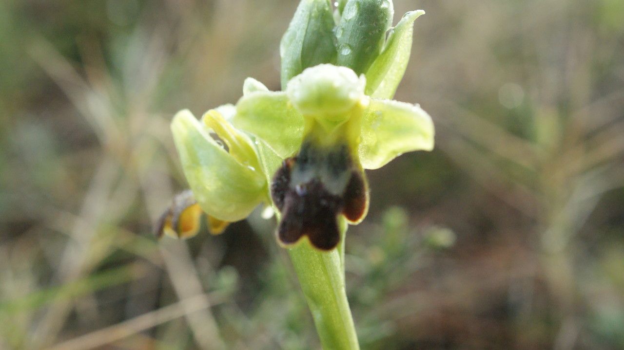 Ophrys lupercalis flower