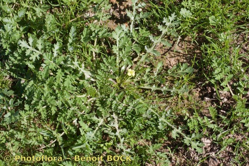 Diplotaxis siifolia — search result for 'Diplotaxis'