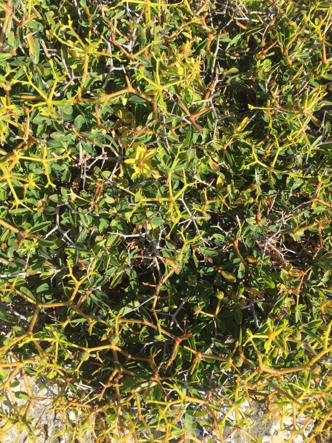 Euphorbia acanthothamnos