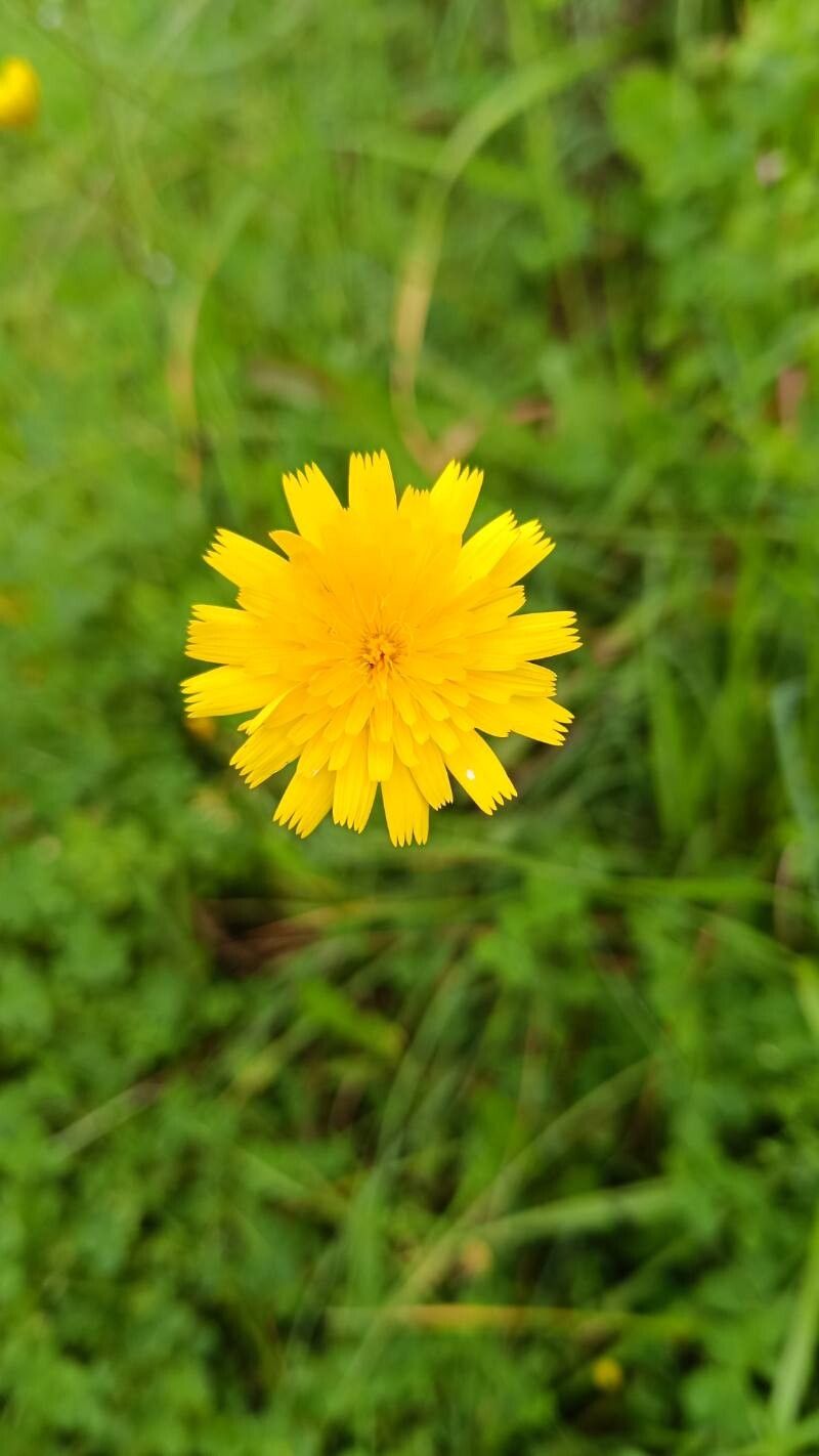 Leontodon longirostris — houseplant care guide