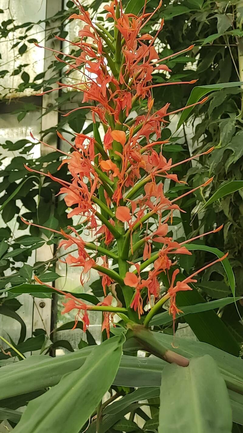 Hedychium coccineum flower