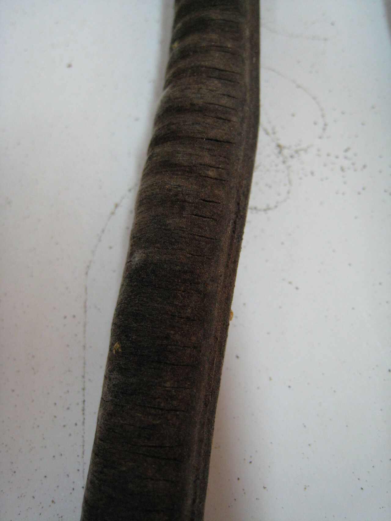 Cassia fastuosa other