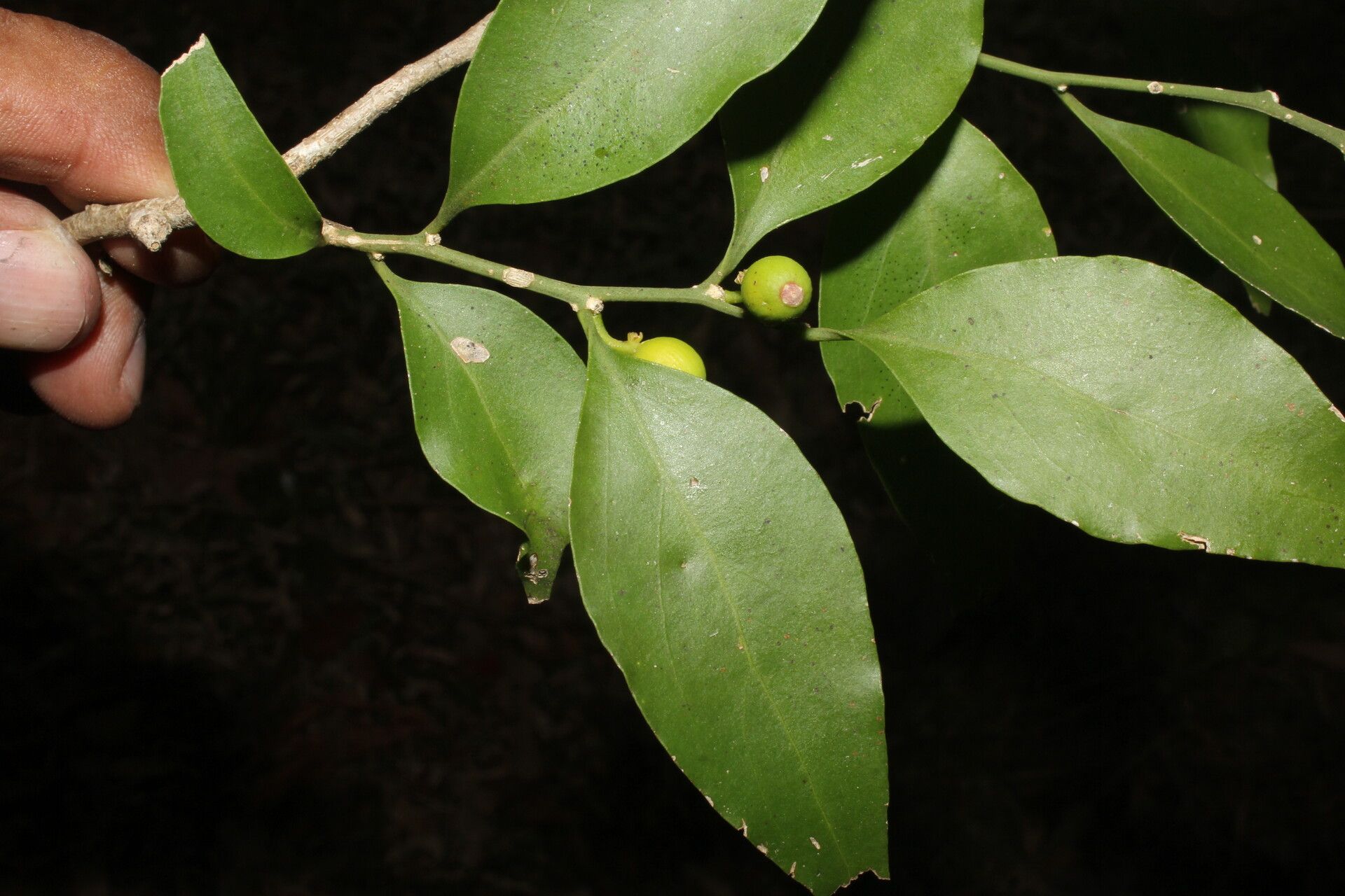 Schoepfia vacciniiflora — related species from the same genus