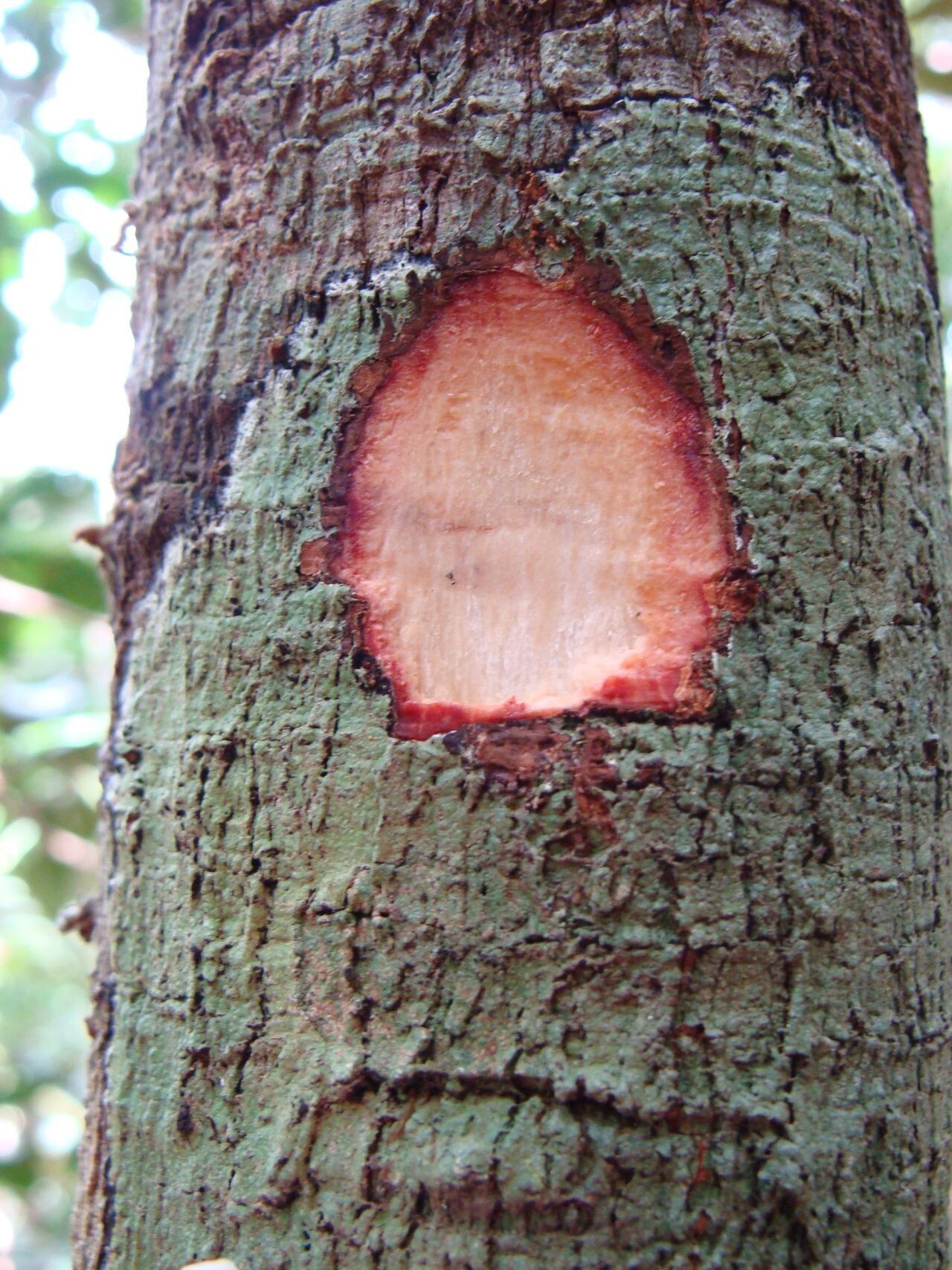 Didymocheton kouiriensis bark