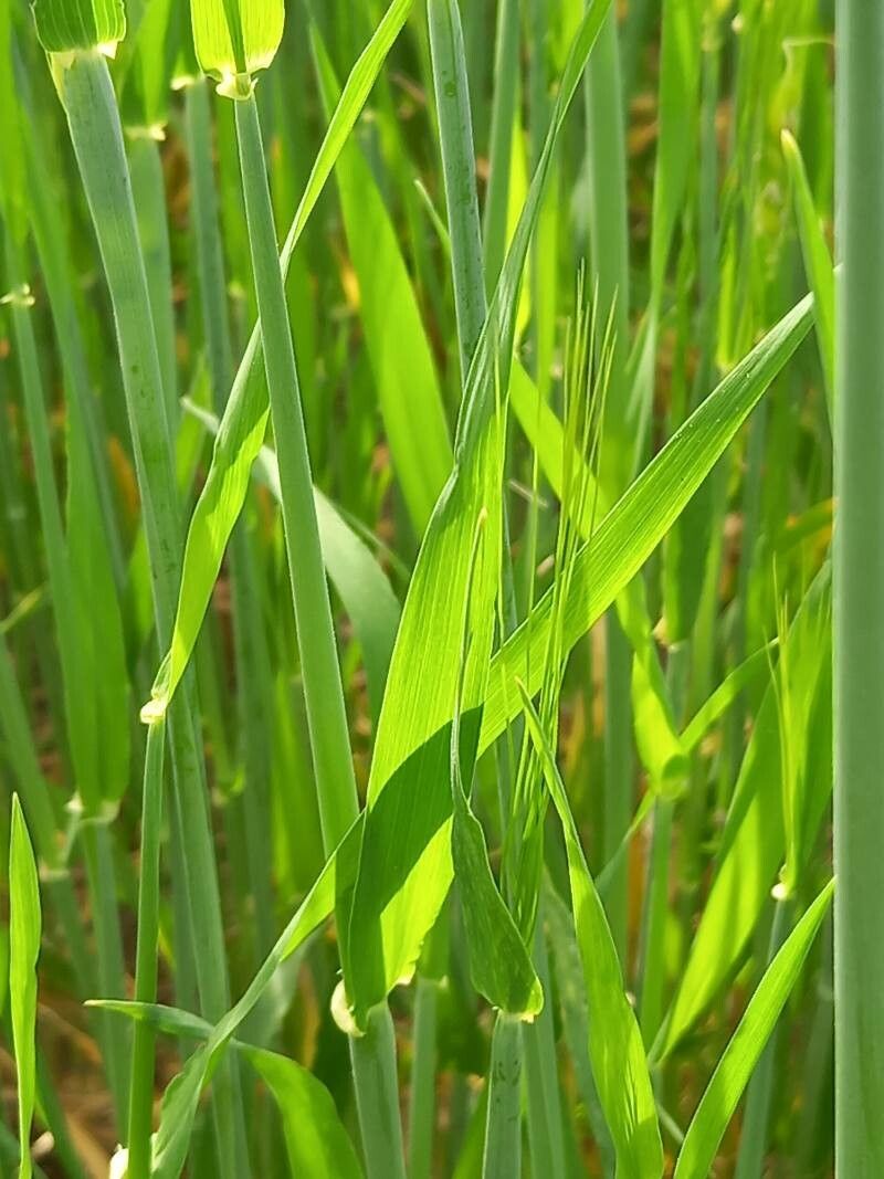 Hordeum vulgare leaf