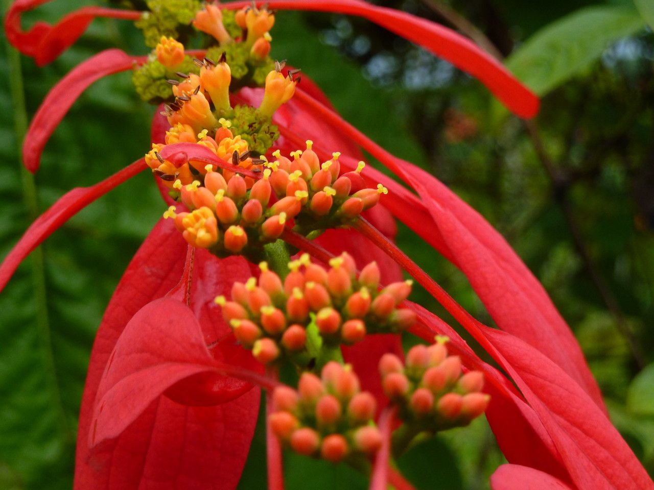 Warszewiczia coccinea fruit