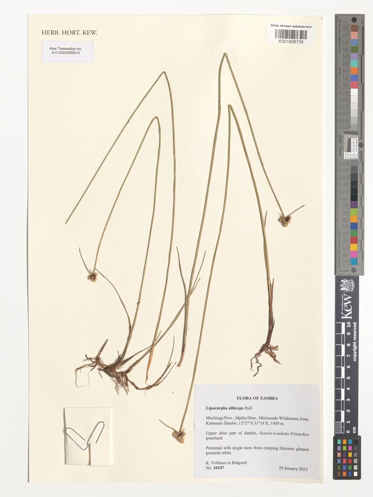 Cyperus purpureoluteus — houseplant care guide