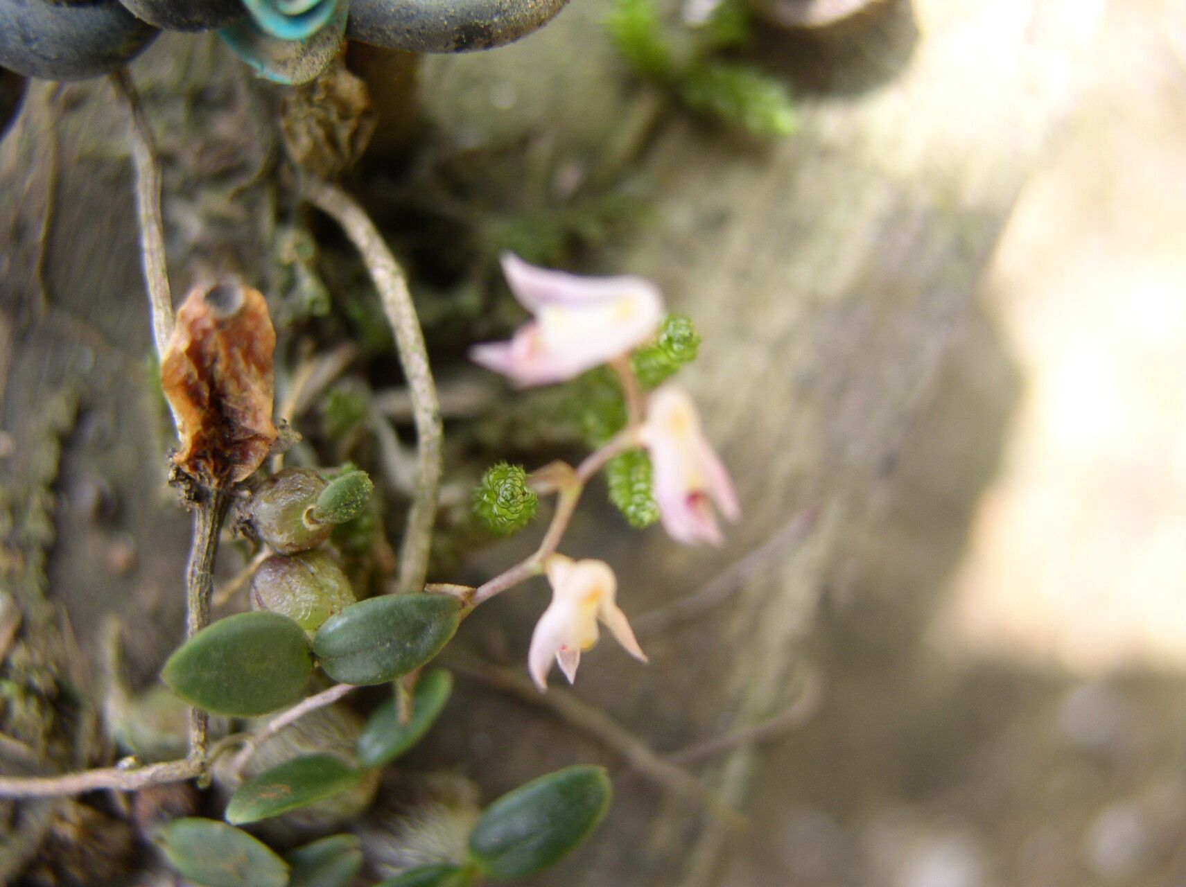 Bulbophyllum apetalum — houseplant care guide