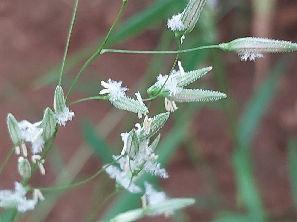 Oryza neocaledonica flower