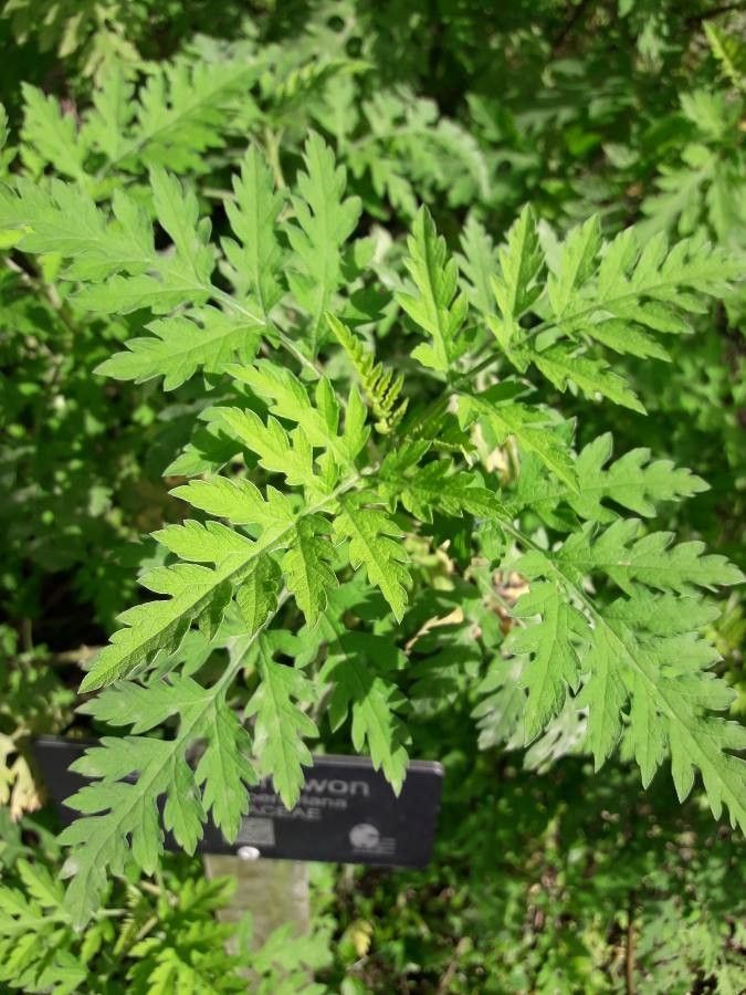 Ambrosia peruviana leaf