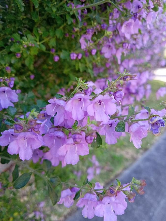 Prostanthera incisa flower