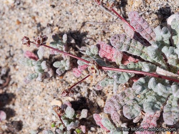 Nemacaulis denudata — houseplant care guide