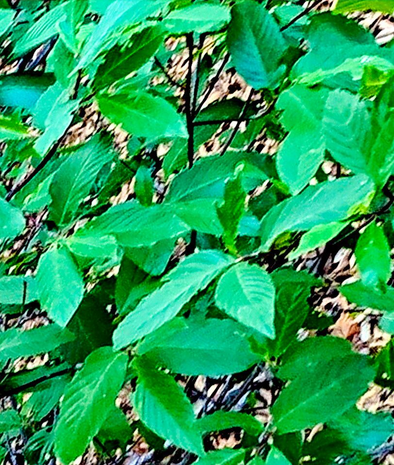 Frangula betulifolia — related species from the same genus