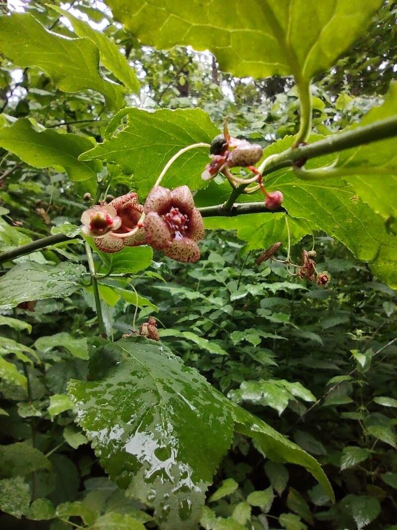 Euonymus occidentalis flower