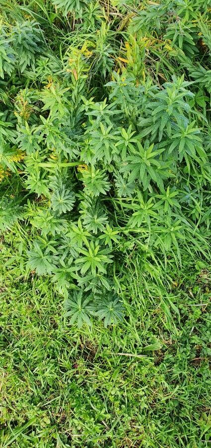 Euphorbia lucida leaf