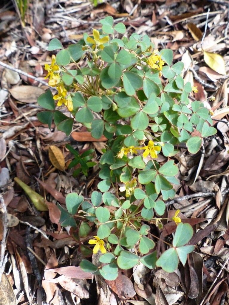 Oxalis elsae habit