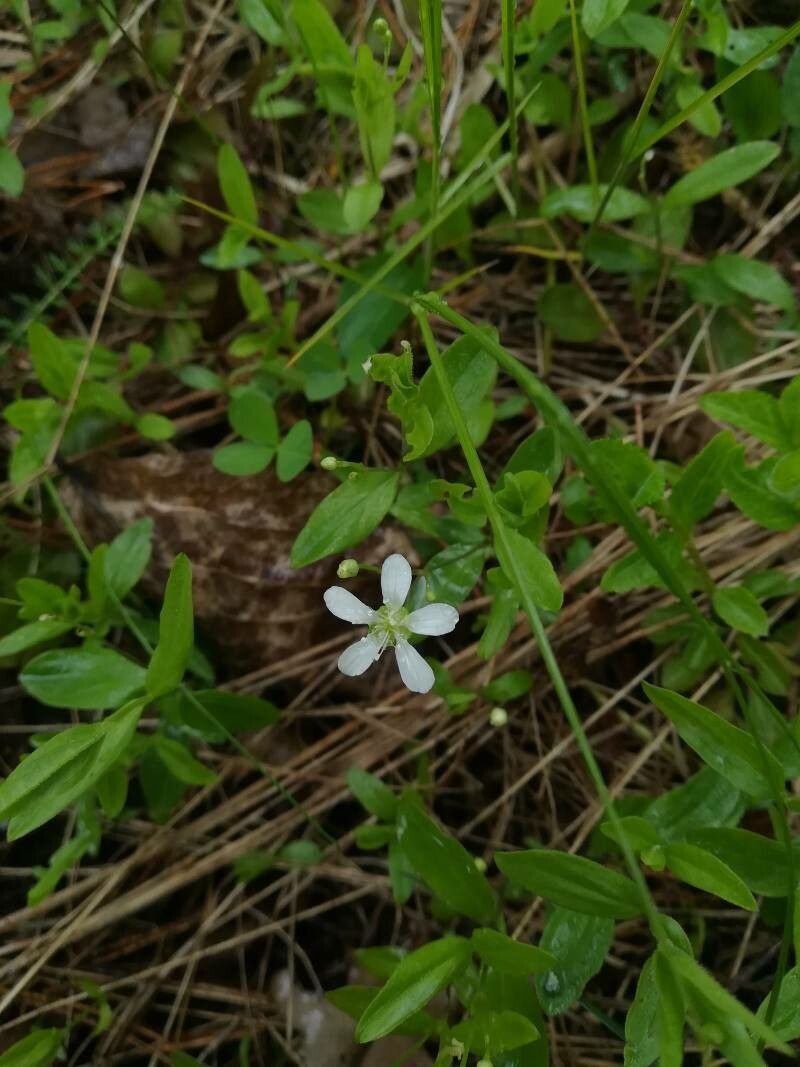 Moehringia lateriflora flower
