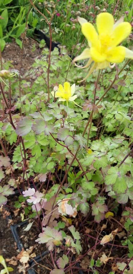 Aquilegia pubescens habit