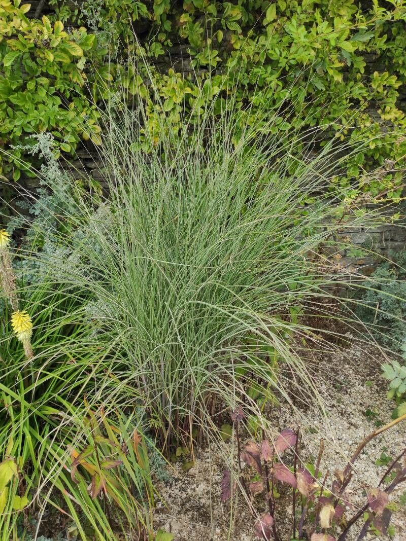 Carex comans habit
