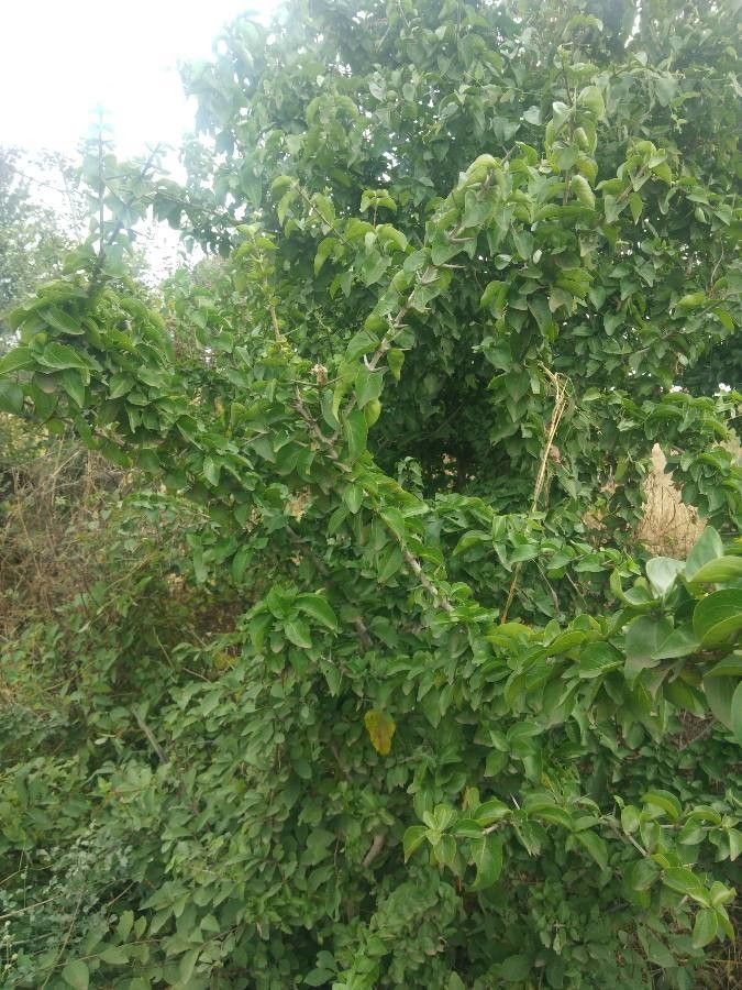 Canthium parvifolium leaf