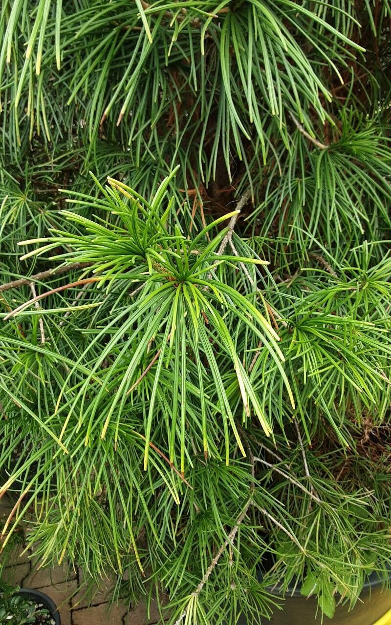 Sciadopitys verticillata flower