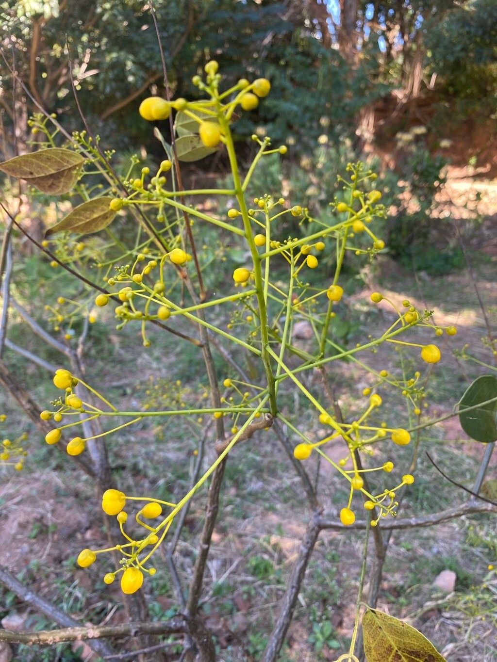 Delonix brachycarpa flower