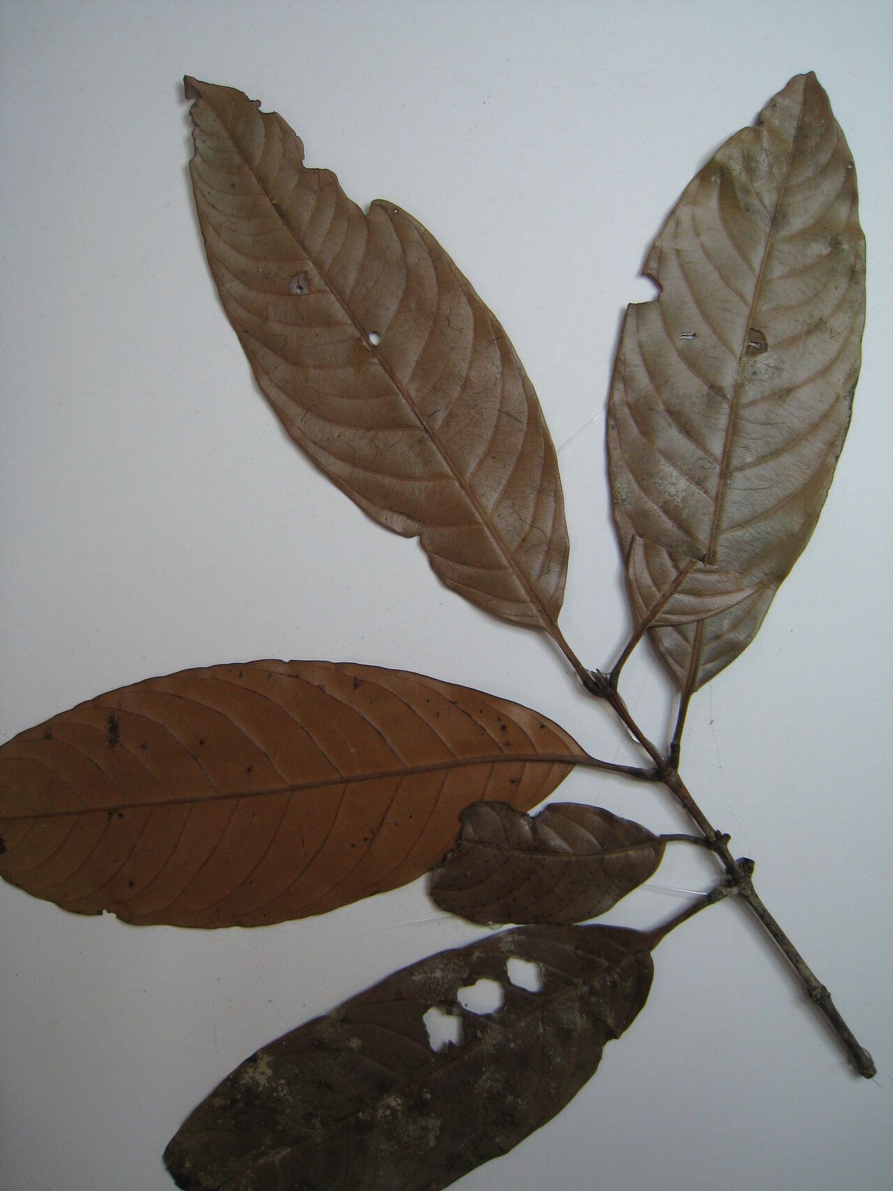 Quiina integrifolia other