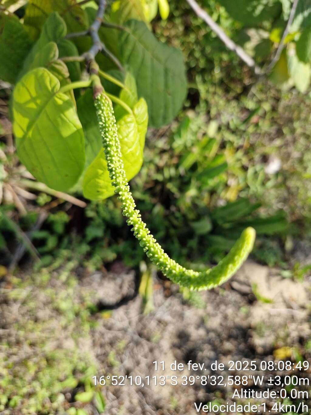 Coccoloba striata flower