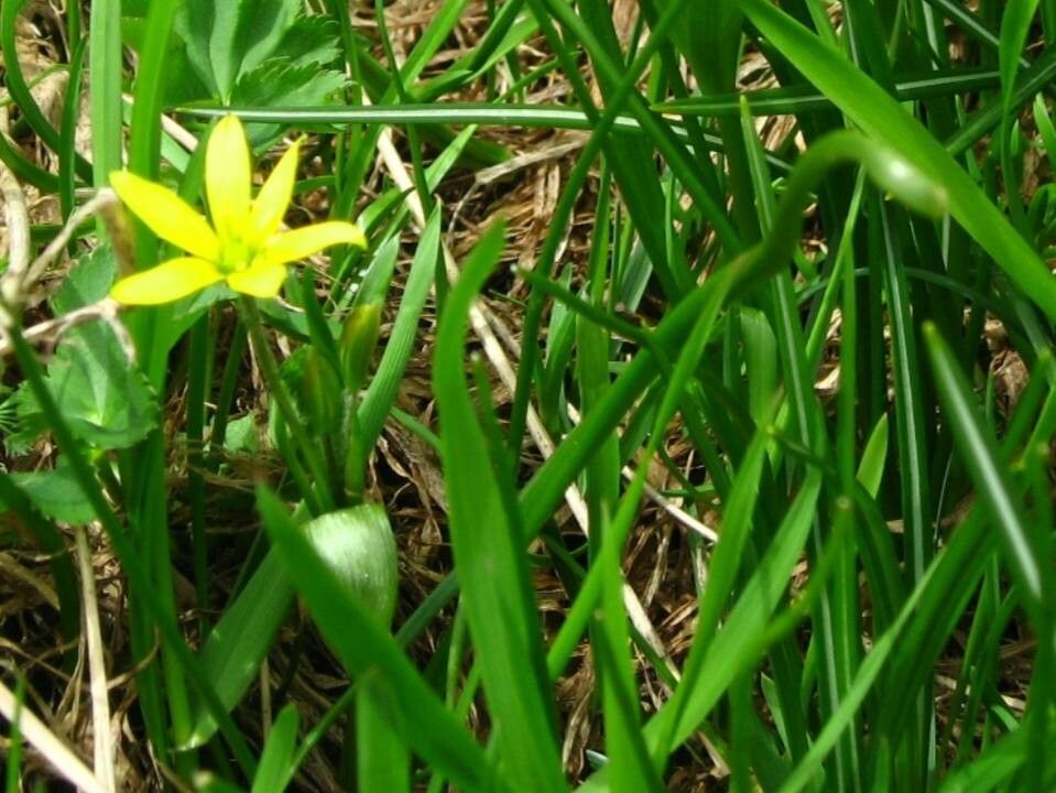 Gagea fragifera — search result for 'Gagea'