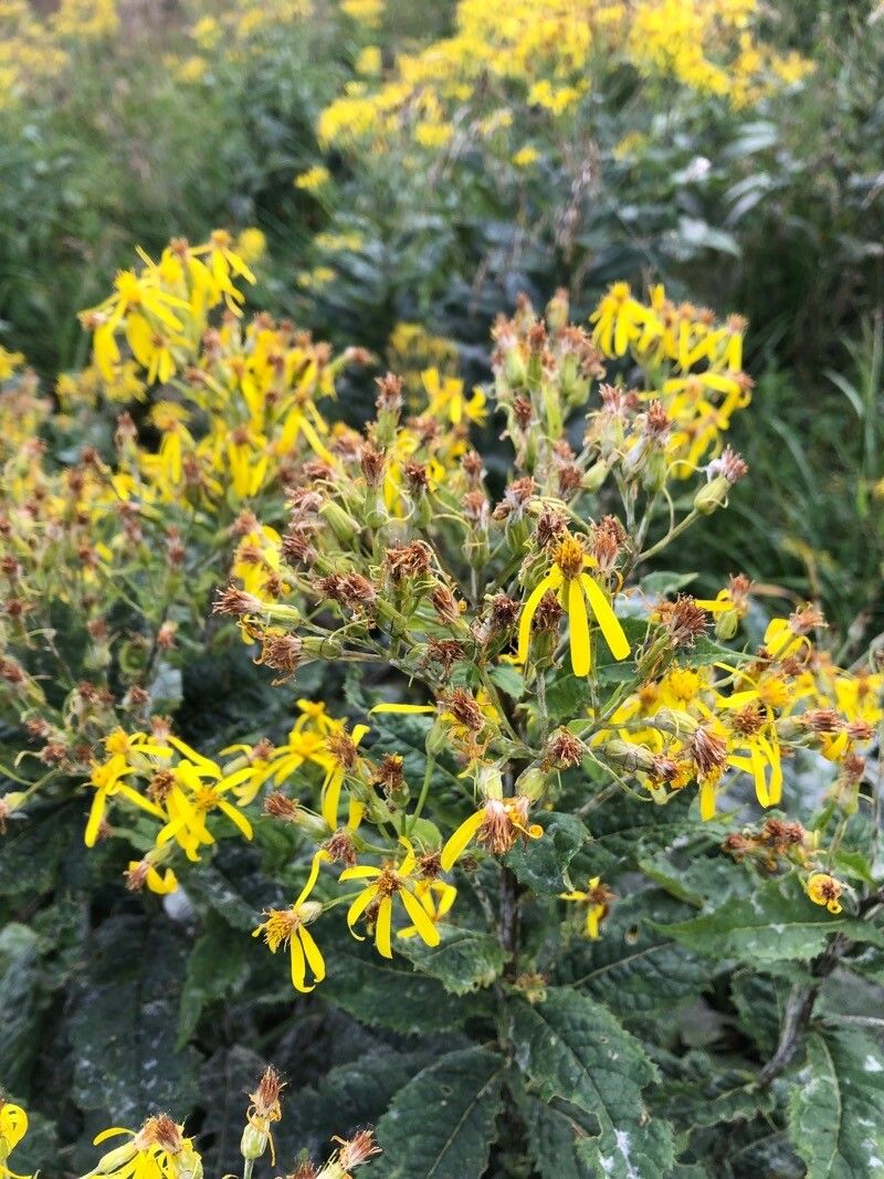 Jacobaea alpina fruit