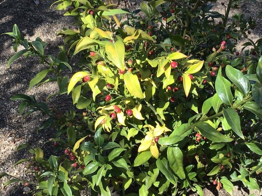 Sarcococca longifolia — related species from the same genus