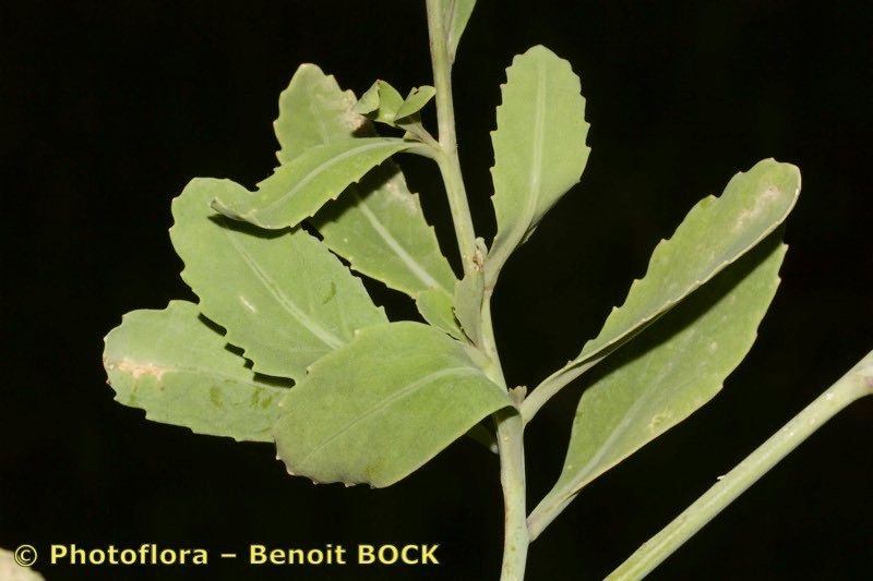 Diplotaxis glauca — related species from the same genus