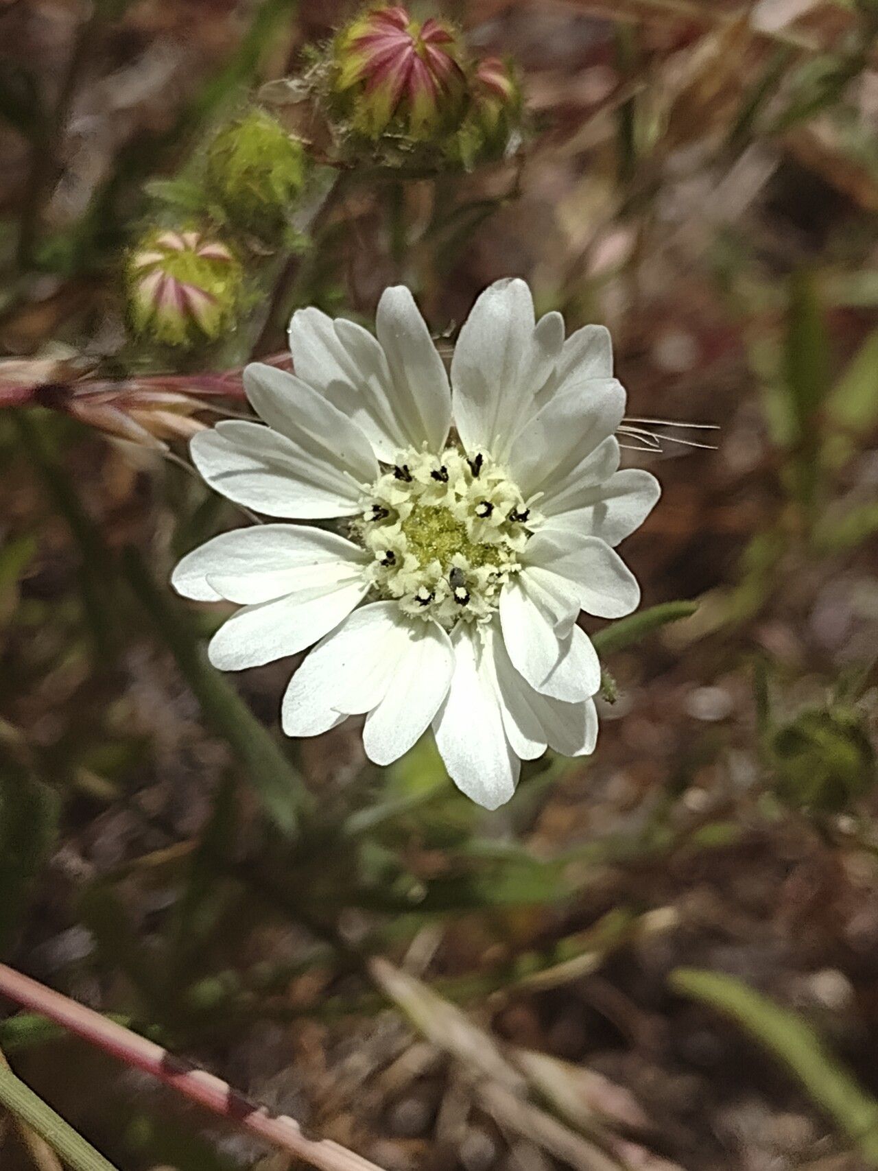 Hemizonia congesta — related species from the same genus