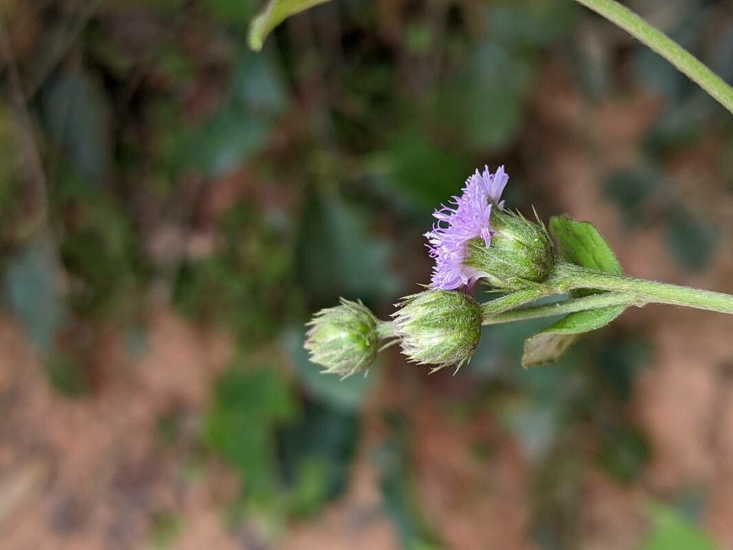 Cyanthillium patulum flower