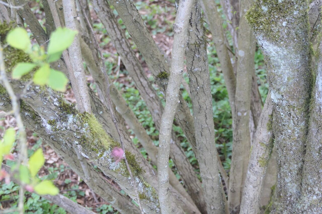 Crataegus columbiana bark