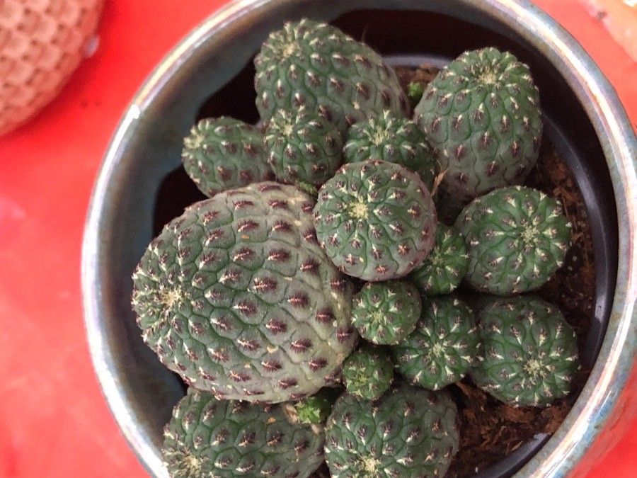 Sulcorebutia tarabucoensis — houseplant care guide