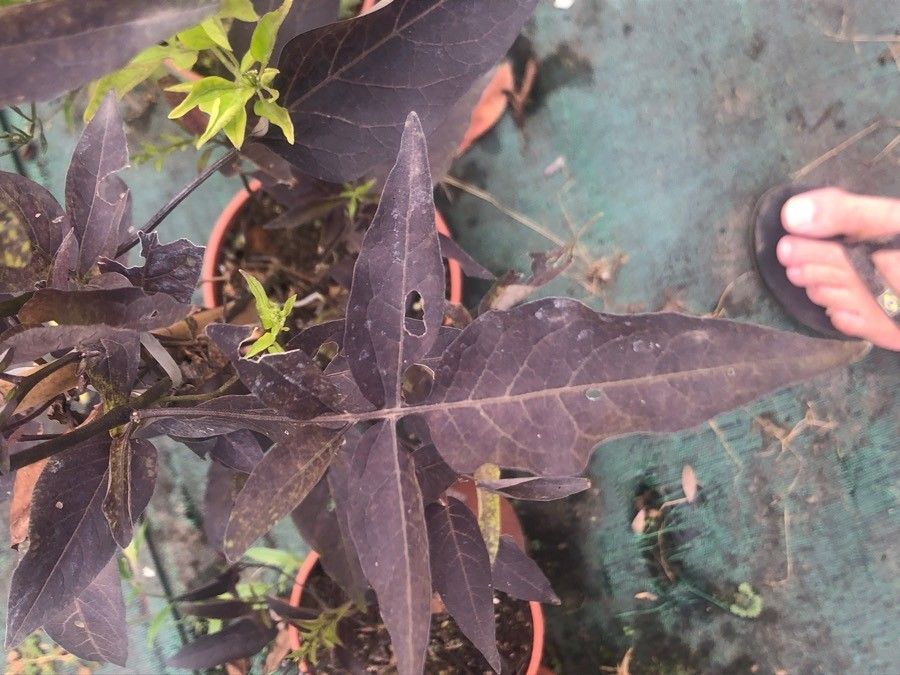 Solanum jasminoides leaf