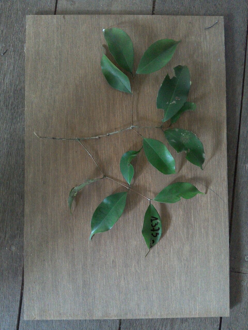 Eugenia pseudopsidium leaf