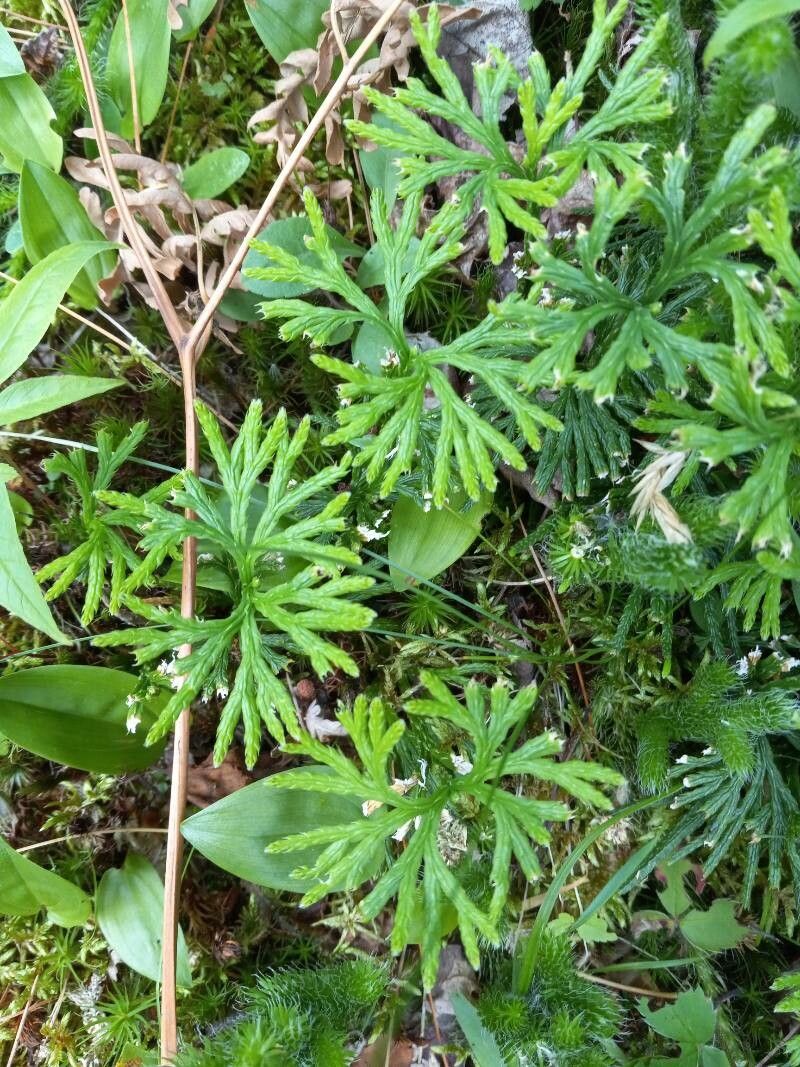 Lycopodium complanatum