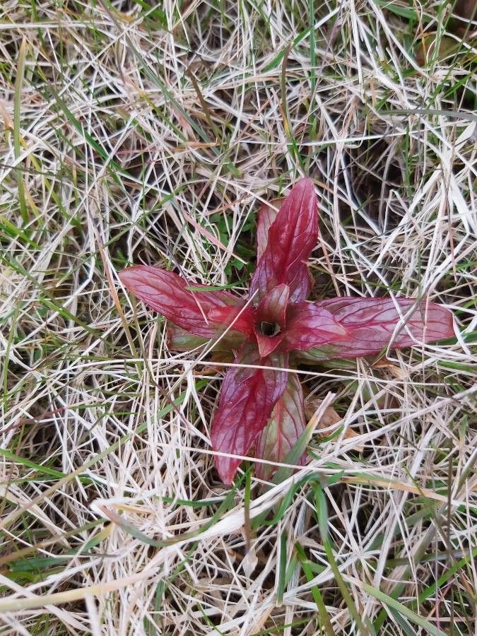 Epilobium stereophyllum — search result for 'Epilobium'