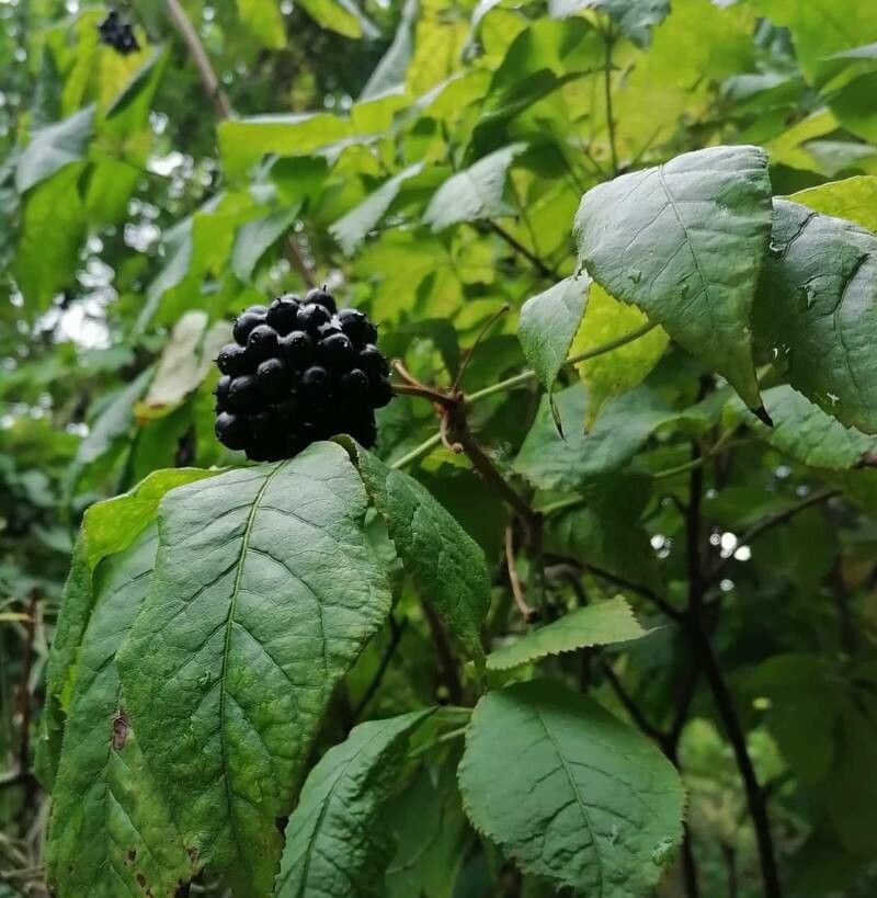 Eleutherococcus senticosus fruit