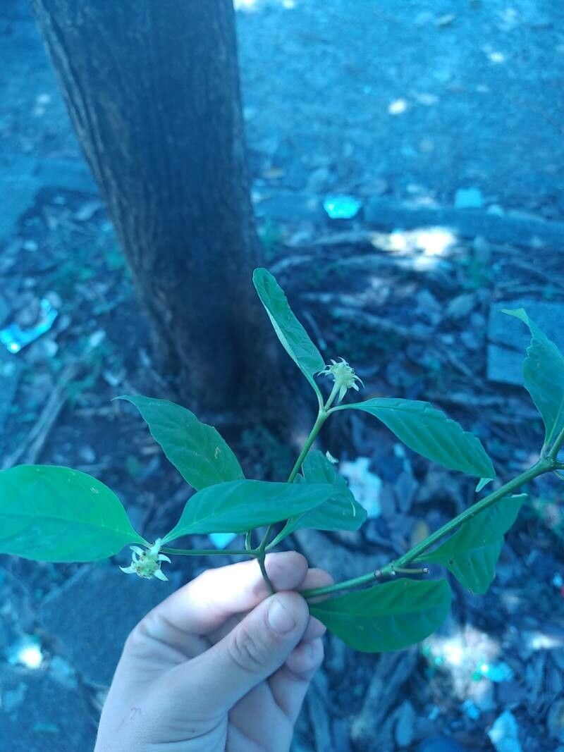 Palicourea hoffmannseggiana flower