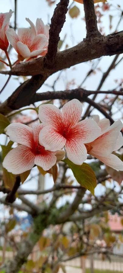 Vernicia fordii flower