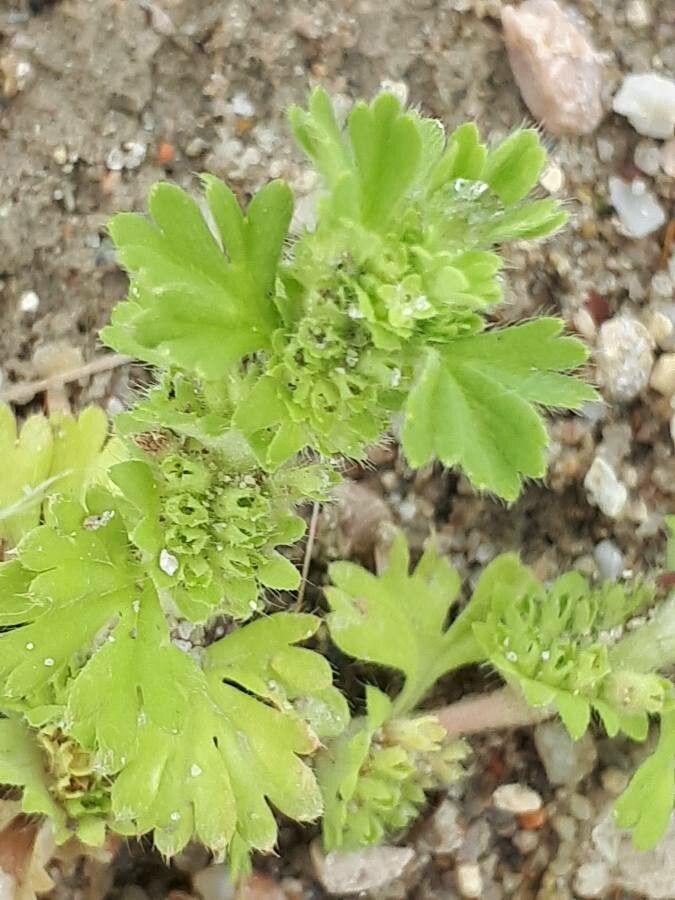 Aphanes arvensis flower